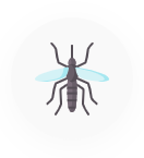 sinek cesitleri.png